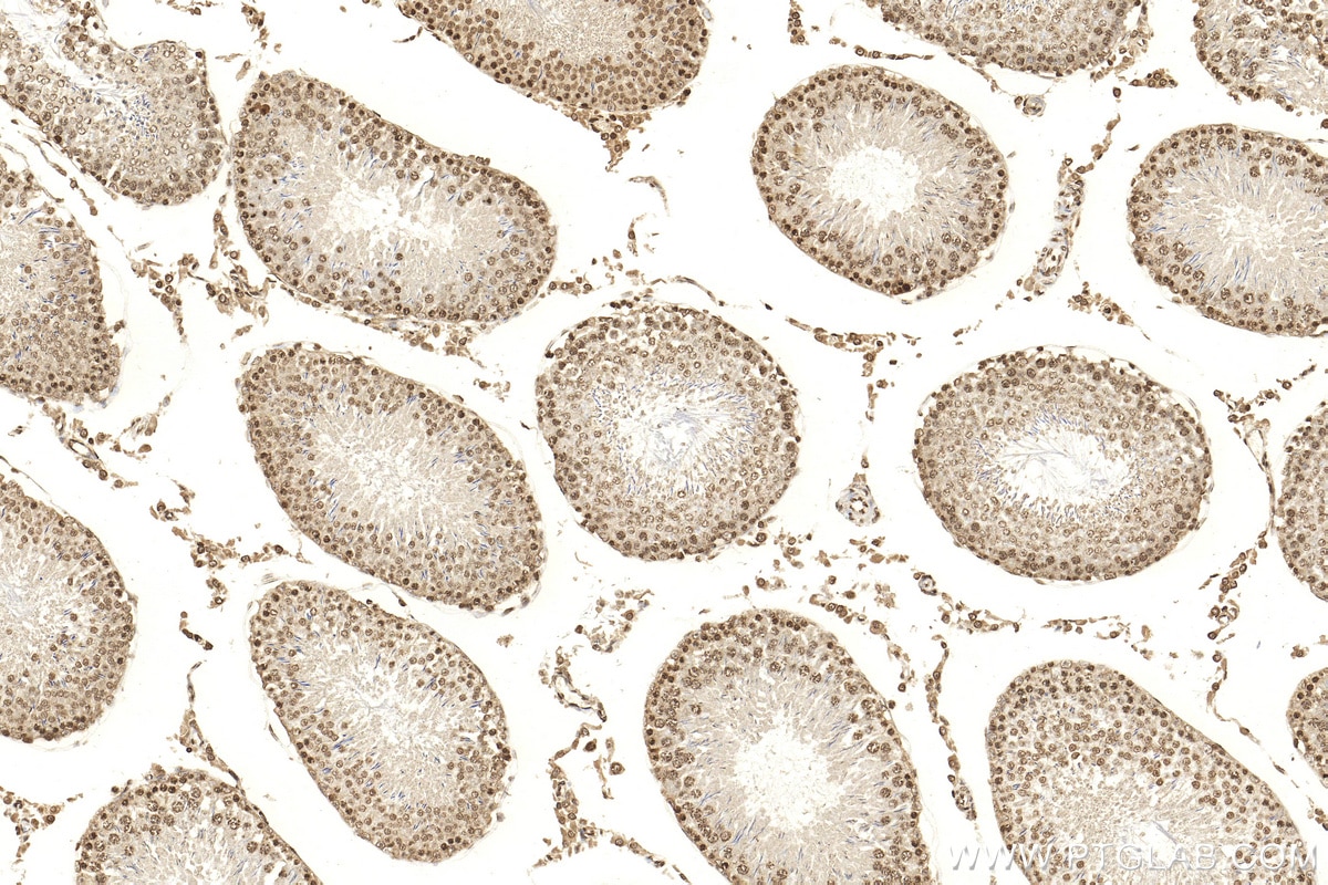 Immunohistochemistry (IHC) staining of rat testis tissue using Histone H3.4 Polyclonal antibody (18064-1-AP)