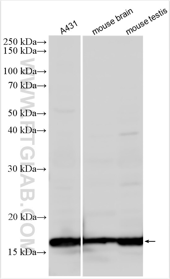 Western Blot (WB) analysis of various lysates using HIST3H3 Polyclonal antibody (18064-1-AP)