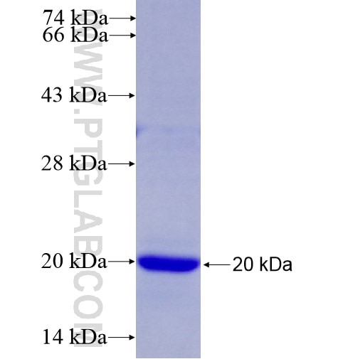 HIST3H3 fusion protein Ag12689 SDS-PAGE