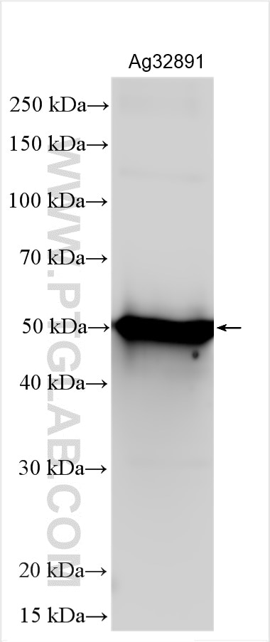 Western Blot (WB) analysis of Recombinant protein using HIV-1-P24 Polyclonal antibody (30168-1-AP)