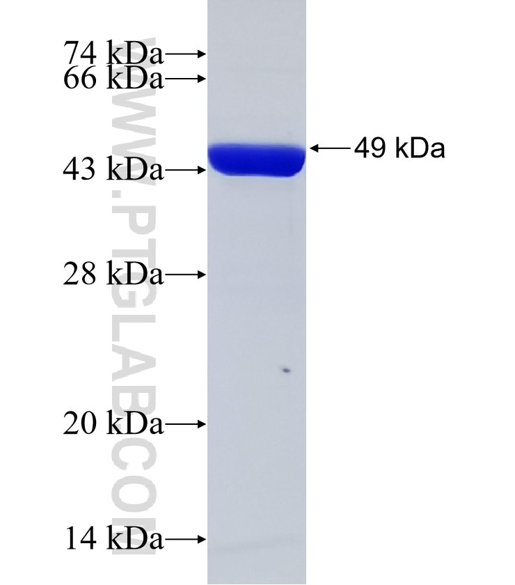 HIV-1-P24 fusion protein Ag32891 SDS-PAGE