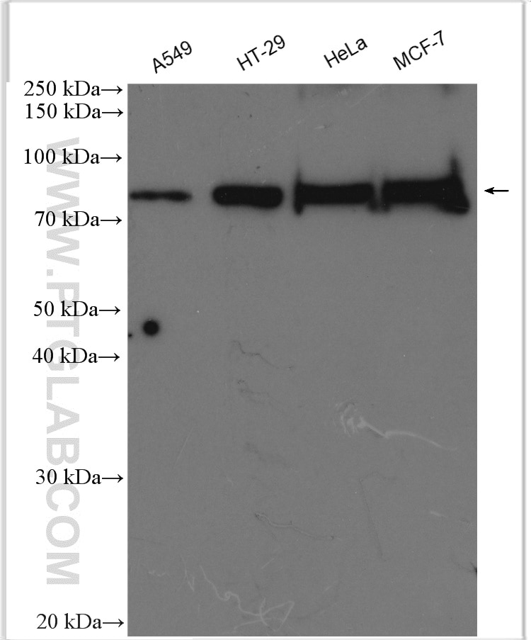 Western Blot (WB) analysis of various lysates using HJURP Polyclonal antibody (15283-1-AP)