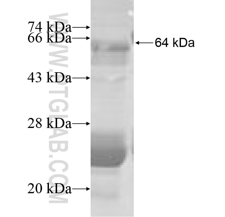 HK1 fusion protein Ag8008 SDS-PAGE