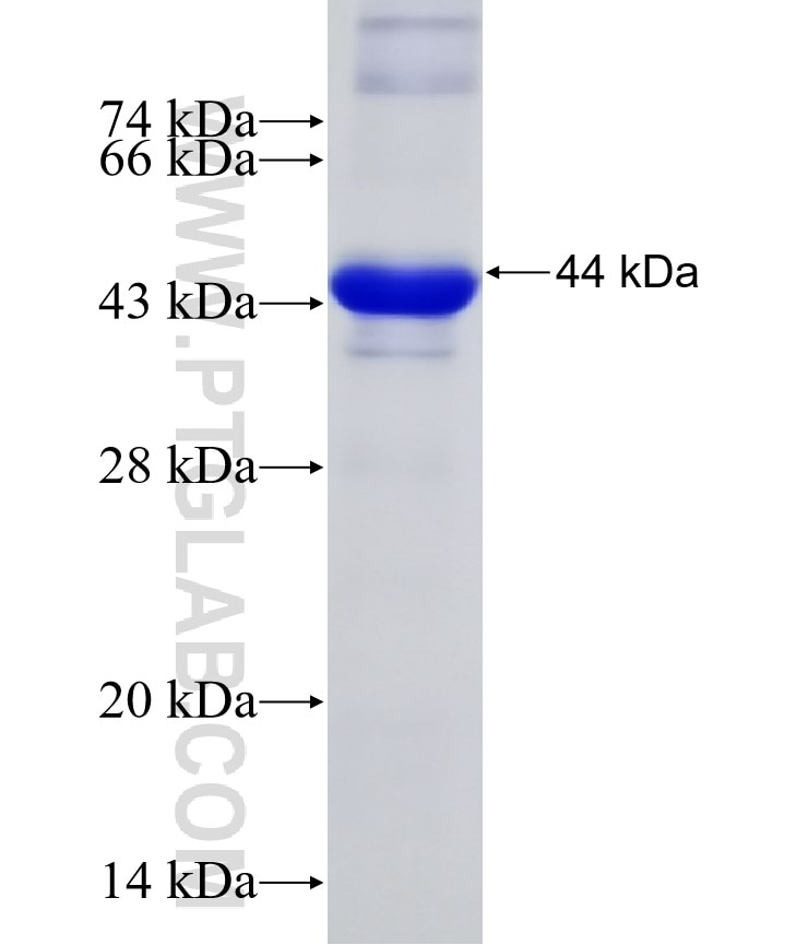 HK2 fusion protein Ag16895 SDS-PAGE