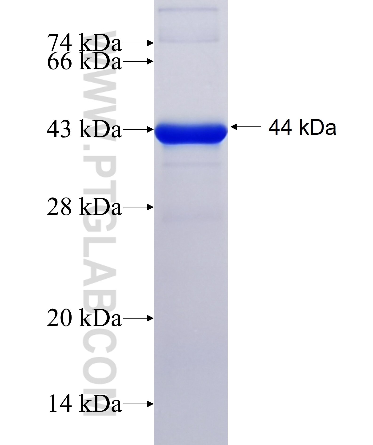 HK2 fusion protein Ag16895 SDS-PAGE