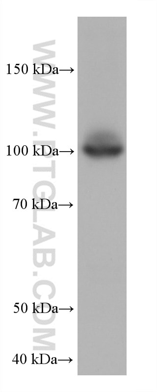 Western Blot (WB) analysis of RAW 264.7 cells using HK3 Monoclonal antibody (67803-1-Ig)