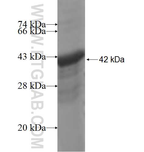 HKR1 fusion protein Ag6694 SDS-PAGE