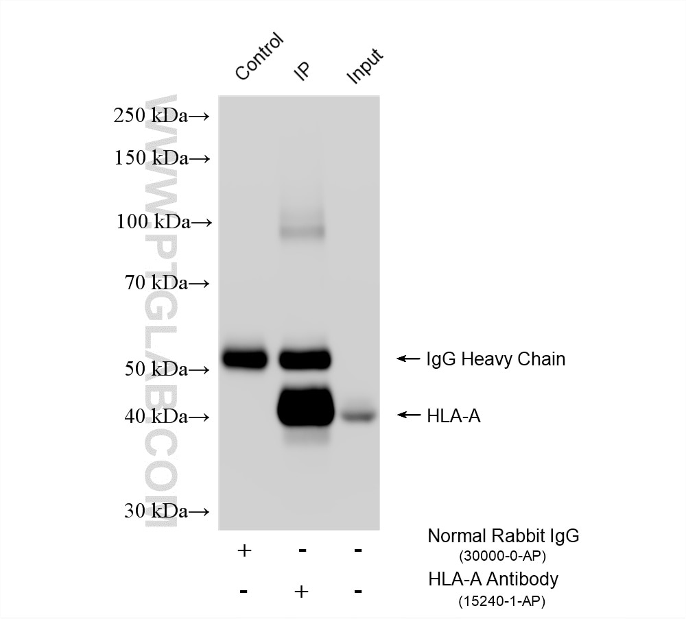 Immunoprecipitation (IP) experiment of HepG2 cells using HLA class I ABC Polyclonal antibody (15240-1-AP)