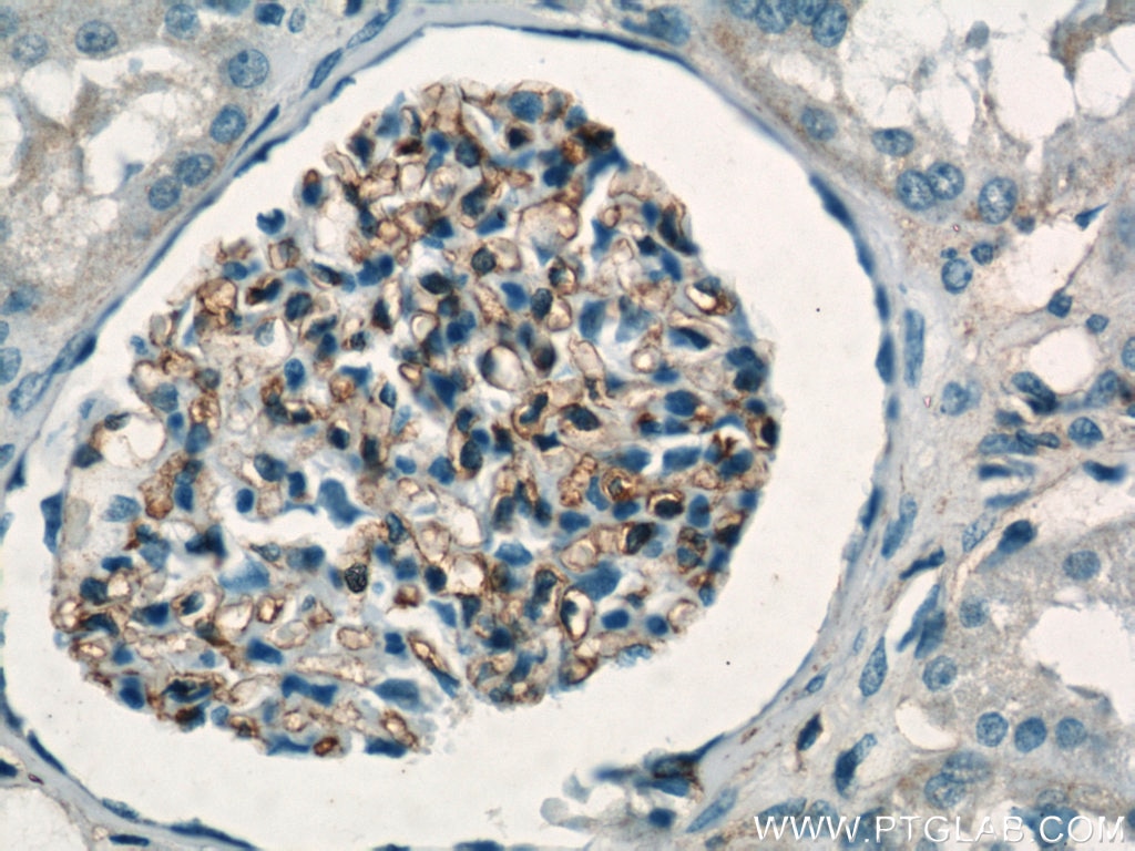 IHC staining of human kidney using 55383-1-AP