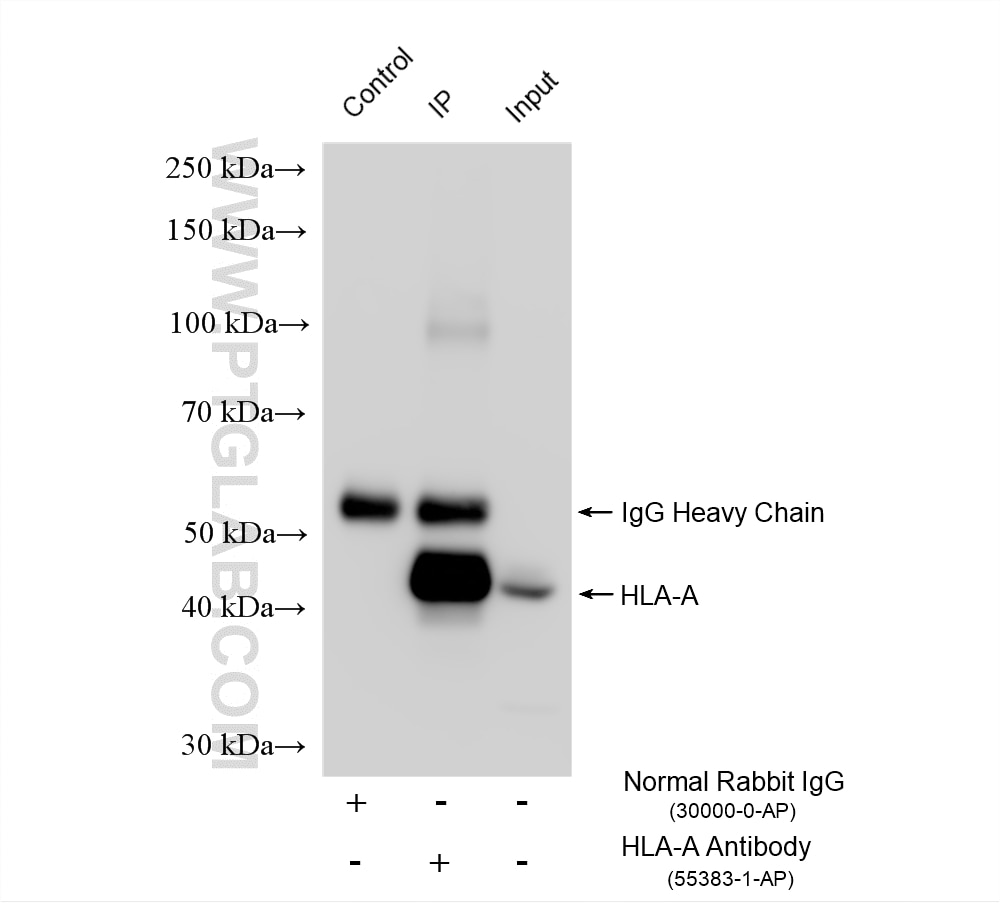 Immunoprecipitation (IP) experiment of HepG2 cells using HLA-A Polyclonal antibody (55383-1-AP)