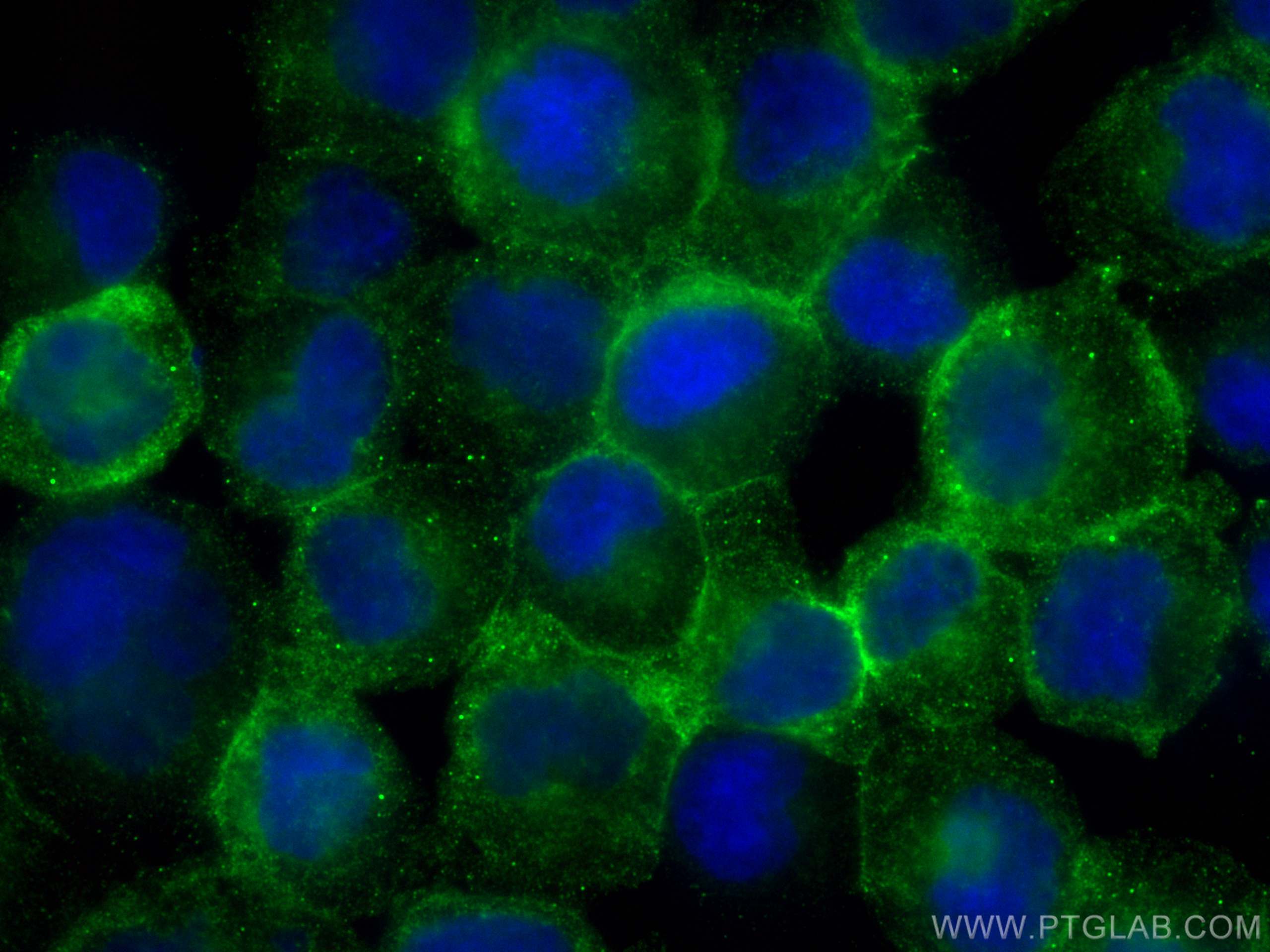 Immunofluorescence (IF) / fluorescent staining of Raji cells using HLA class I ABC Monoclonal antibody (66013-1-Ig)
