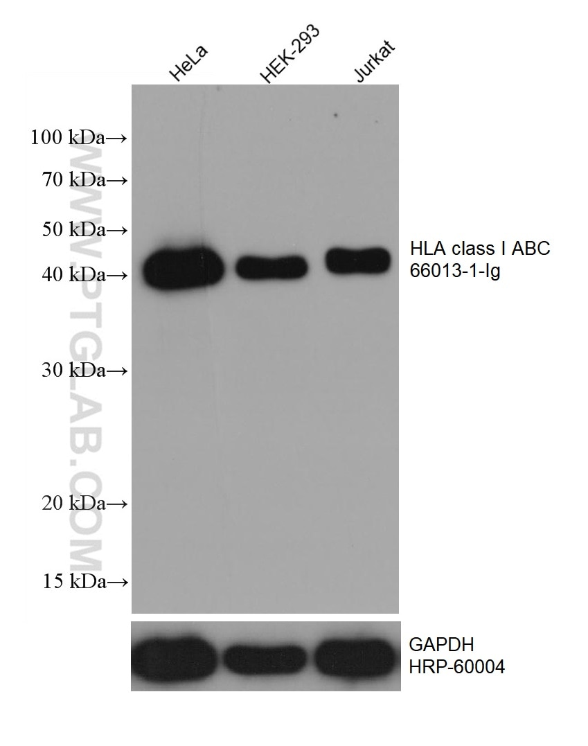 Western Blot (WB) analysis of various lysates using HLA class I ABC Monoclonal antibody (66013-1-Ig)