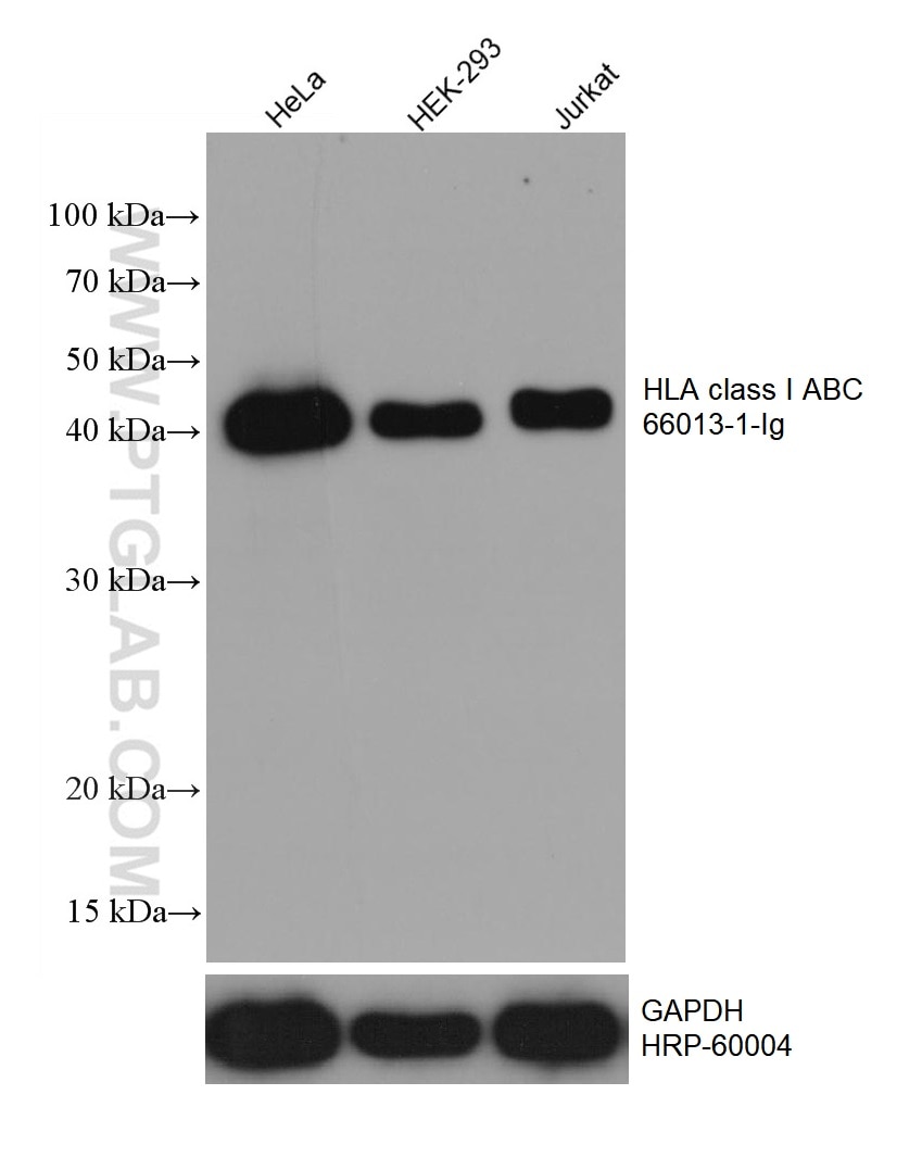 WB analysis using 66013-1-Ig