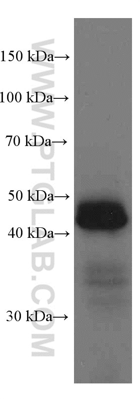 Western Blot (WB) analysis of U-937 cells using HLA class I ABC Monoclonal antibody (66013-1-Ig)