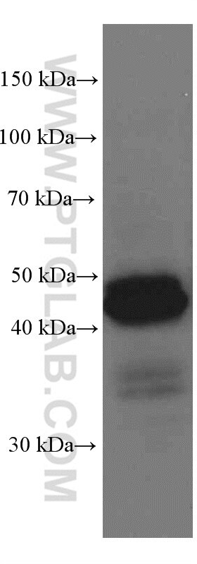 Western Blot (WB) analysis of Raji cells using HLA class I ABC Monoclonal antibody (66013-1-Ig)