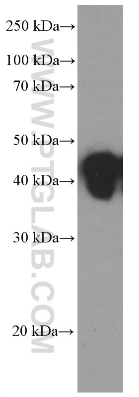 Western Blot (WB) analysis of HeLa cells using HLA class I ABC Monoclonal antibody (66013-1-Ig)