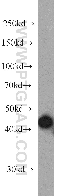 Western Blot (WB) analysis of HepG2 cells using HLA class I ABC Monoclonal antibody (66013-1-Ig)