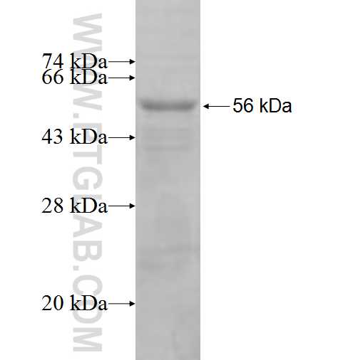 HLA class I (HLA-A) fusion protein Ag7370 SDS-PAGE