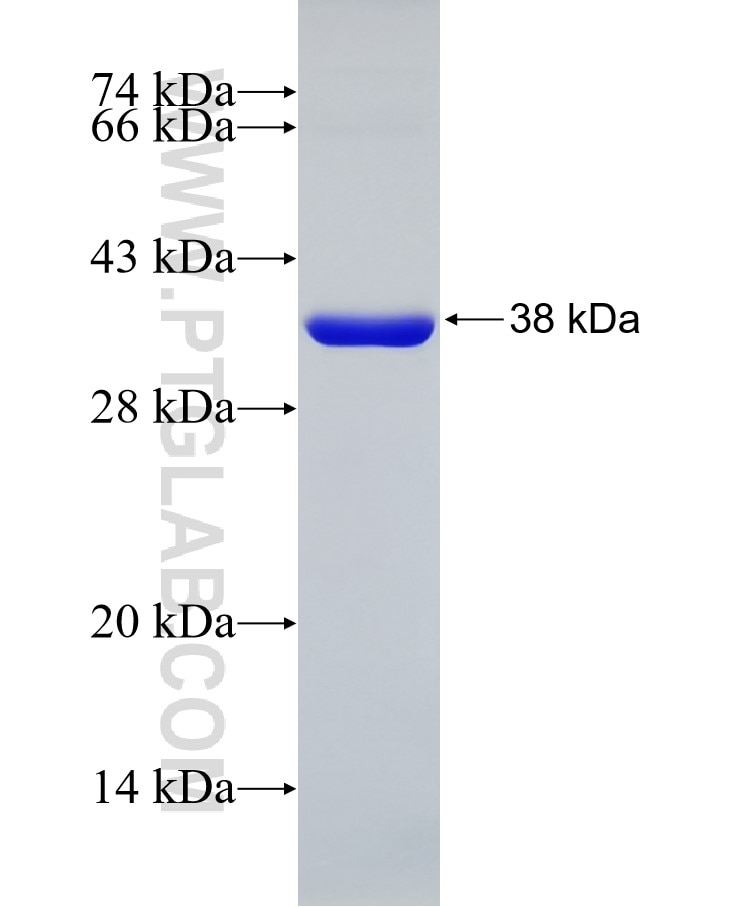 HLA class I (HLA-A) fusion protein Ag7488 SDS-PAGE