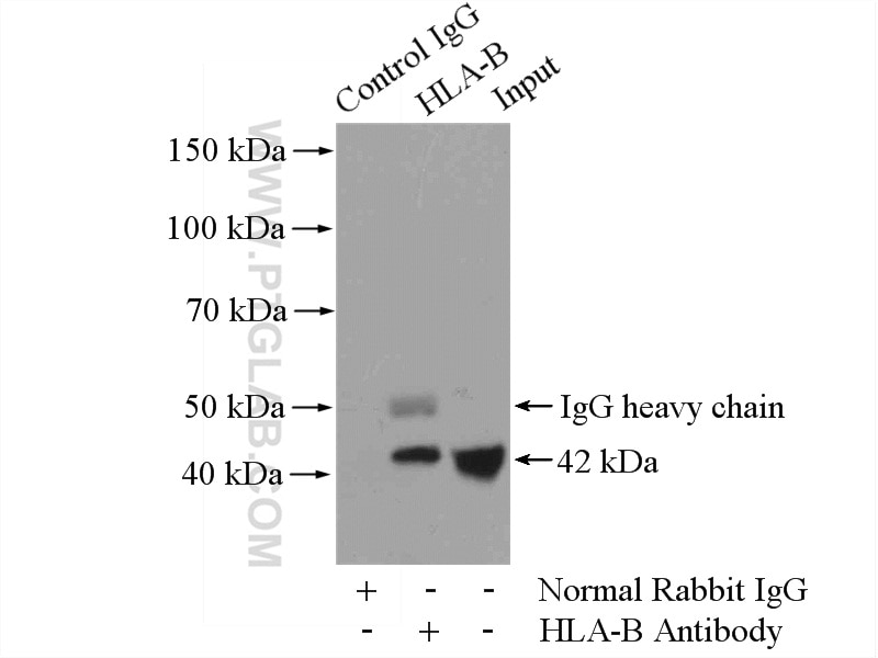 IP experiment of HepG2 using 17260-1-AP