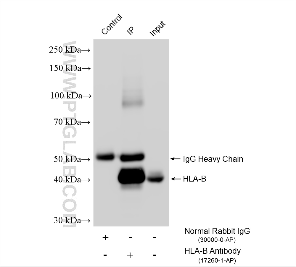 Immunoprecipitation (IP) experiment of HepG2 cells using HLA class I (HLA-B) Polyclonal antibody (17260-1-AP)