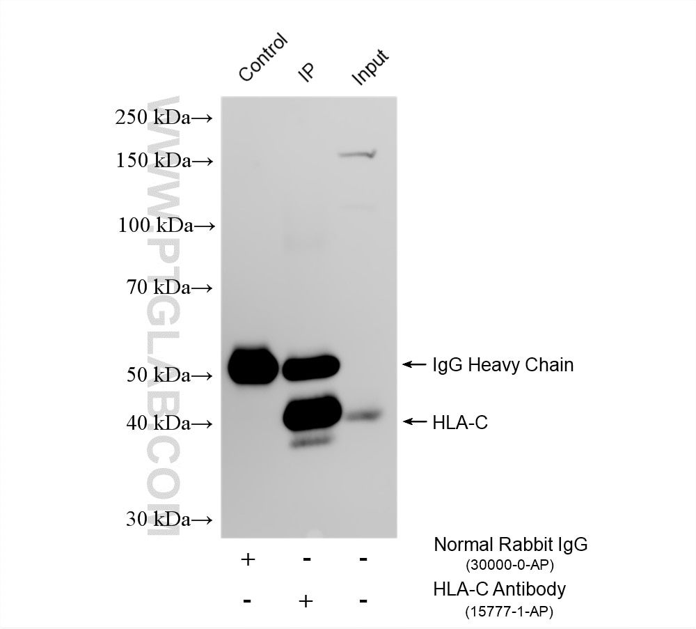 IP result of anti-HLA class I (HLA-C) (IP:15777-1-AP, 4ug; Detection:15777-1-AP 1:6000) with HepG2 cells lysate 2000 ug. Immunoprecipitation (IP) experiment of HepG2 cells using HLA class I (HLA-C) Polyclonal antibody (15777-1-AP)