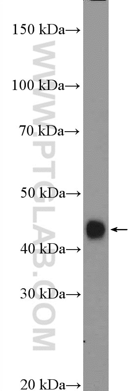 Western Blot (WB) analysis of HL-60 cells using HLA class I (HLA-C) Polyclonal antibody (15777-1-AP)