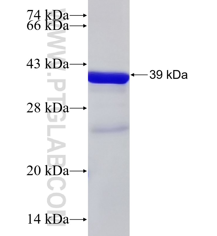 HLA class I (HLA-C) fusion protein Ag8411 SDS-PAGE