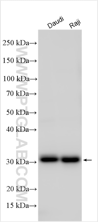 Western Blot (WB) analysis of various lysates using HLA-DMB Polyclonal antibody (21704-1-AP)