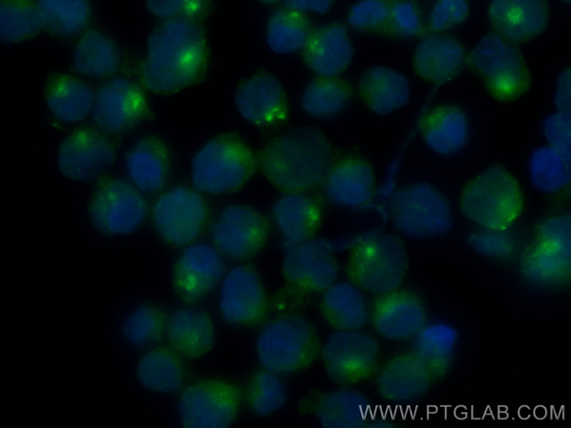 Immunofluorescence (IF) / fluorescent staining of Raji cells using CoraLite® Plus 488-conjugated HLA-DMB Recombinant  (CL488-82922)
