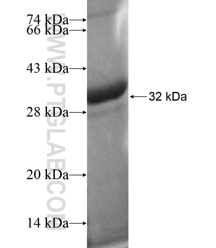HLA-DMB fusion protein Ag17507 SDS-PAGE