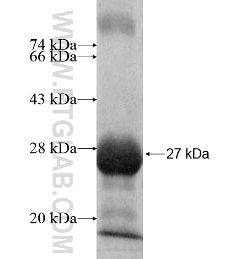 HLA-DOA fusion protein Ag10752 SDS-PAGE