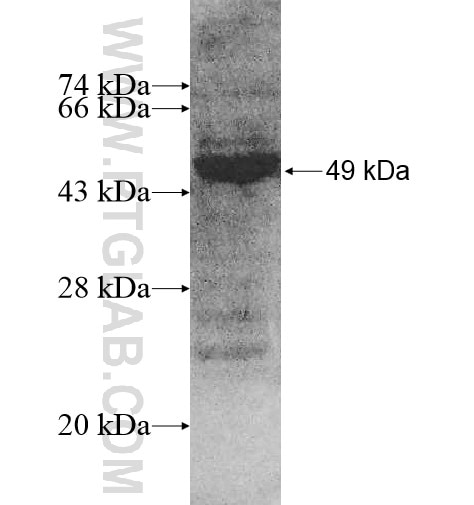 HLA-DOA fusion protein Ag10779 SDS-PAGE