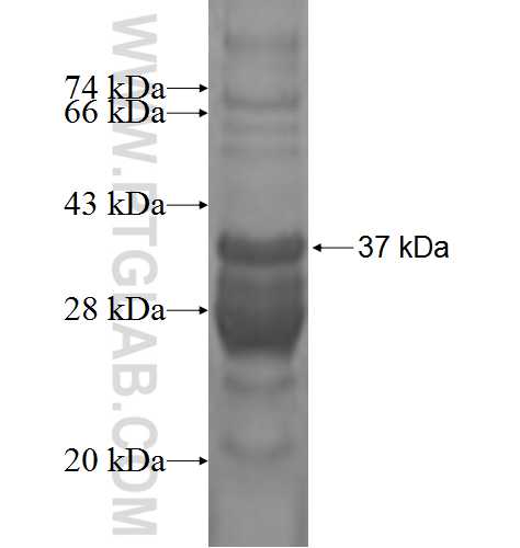 HLA-DOB fusion protein Ag2062 SDS-PAGE