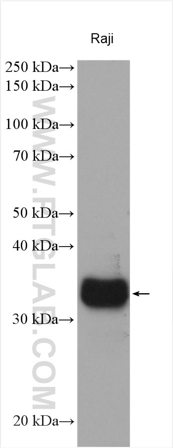 Western Blot (WB) analysis of various lysates using HLA-DPA1 Polyclonal antibody (16109-1-AP)