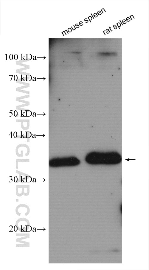 Western Blot (WB) analysis of various lysates using HLA-DPA1 Polyclonal antibody (16109-1-AP)