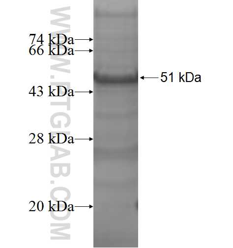 HLA-DPA1 fusion protein Ag9031 SDS-PAGE