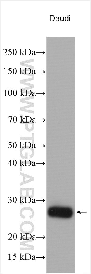 Western Blot (WB) analysis of various lysates using HLA-DPB1 Polyclonal antibody (11298-1-AP)