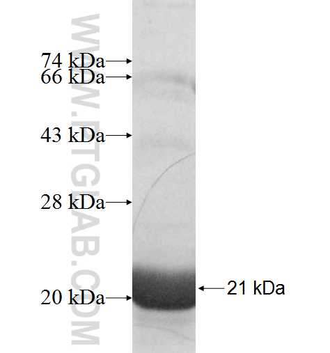HLA-DPB2 fusion protein Ag9952 SDS-PAGE