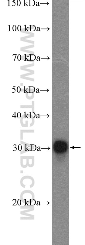Western Blot (WB) analysis of Raji cells using HLA-DQA1 Polyclonal antibody (16918-1-AP)