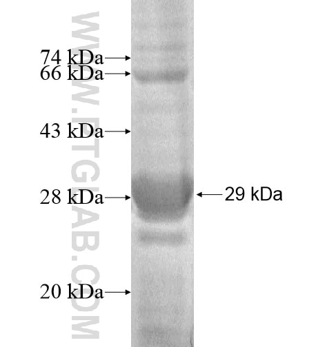 HLA-DQA1 fusion protein Ag10239 SDS-PAGE