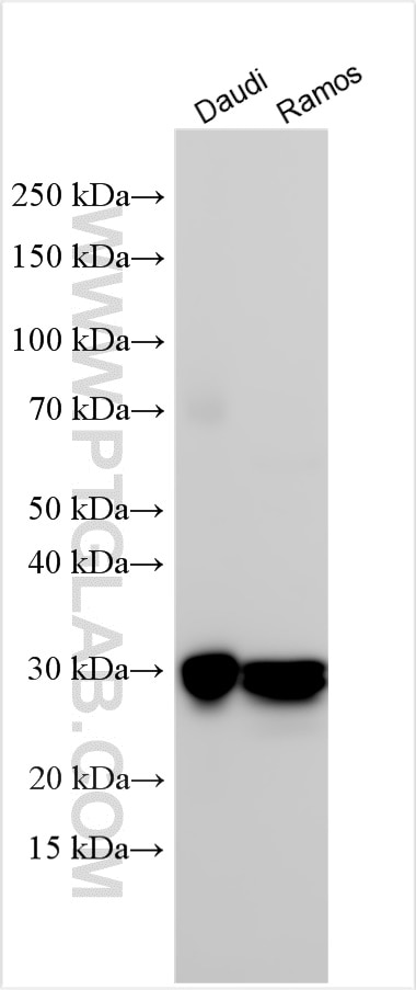 Western Blot (WB) analysis of various lysates using HLA-DQB1 Polyclonal antibody (32281-1-AP)