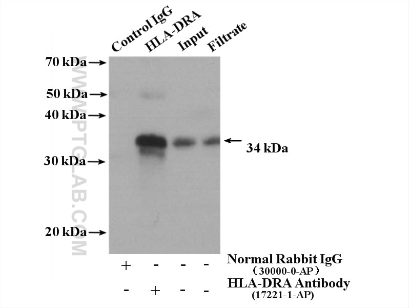 Immunoprecipitation (IP) experiment of Raji cells using HLA-DRA Polyclonal antibody (17221-1-AP)