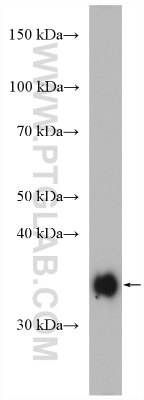 Western Blot (WB) analysis of rat spleen tissue using HLA-DRA Polyclonal antibody (17221-1-AP)