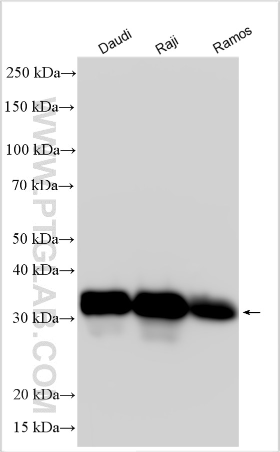 Western Blot (WB) analysis of various lysates using HLA-DRA Polyclonal antibody (17221-1-AP)