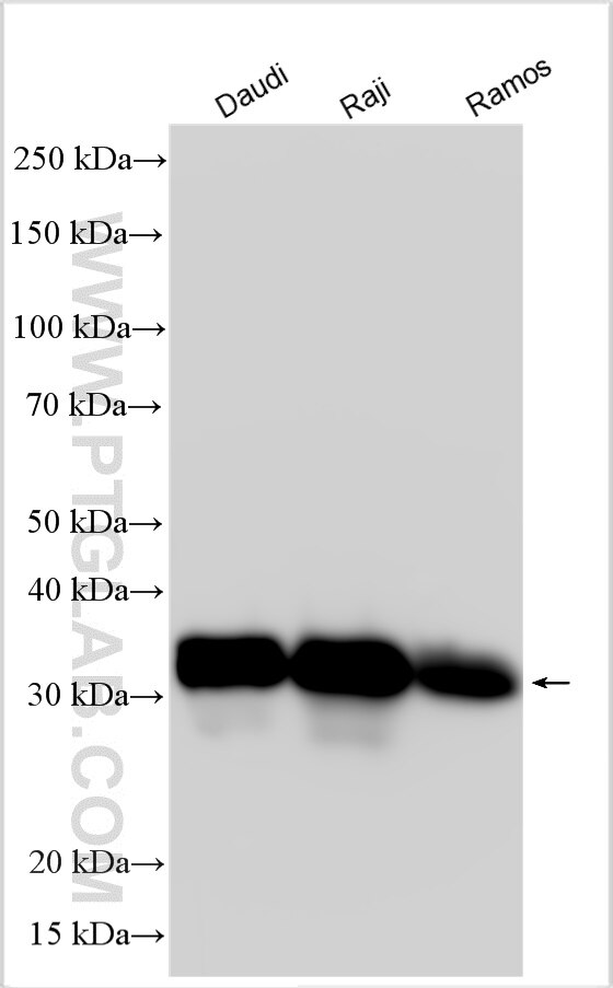 WB analysis using 17221-1-AP