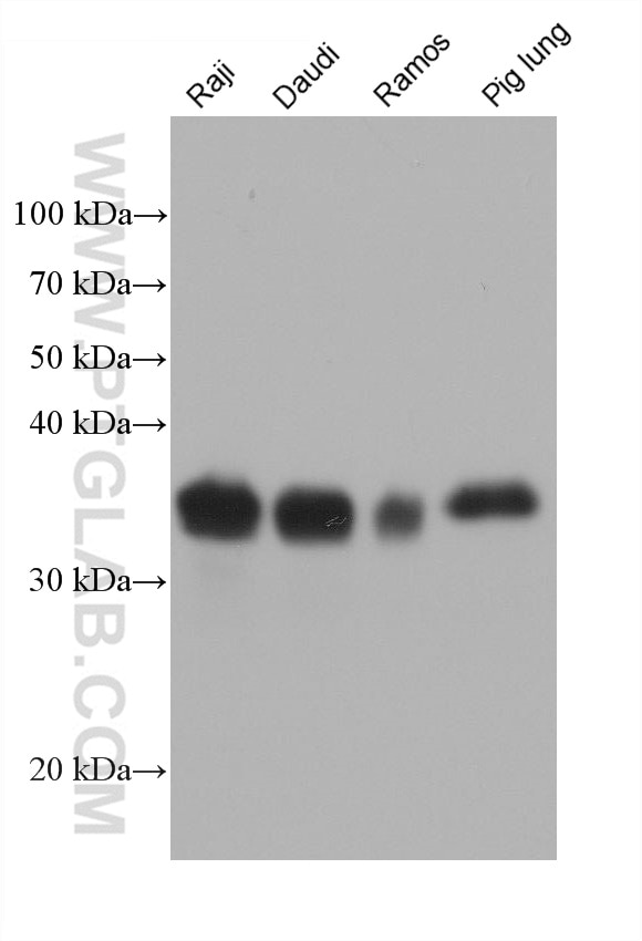 Western Blot (WB) analysis of various lysates using HLA-DRA Monoclonal antibody (68543-1-Ig)