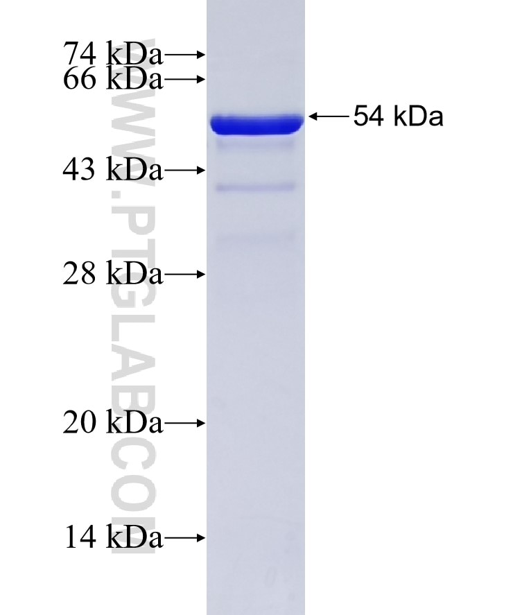 HLA-DRA fusion protein Ag11044 SDS-PAGE