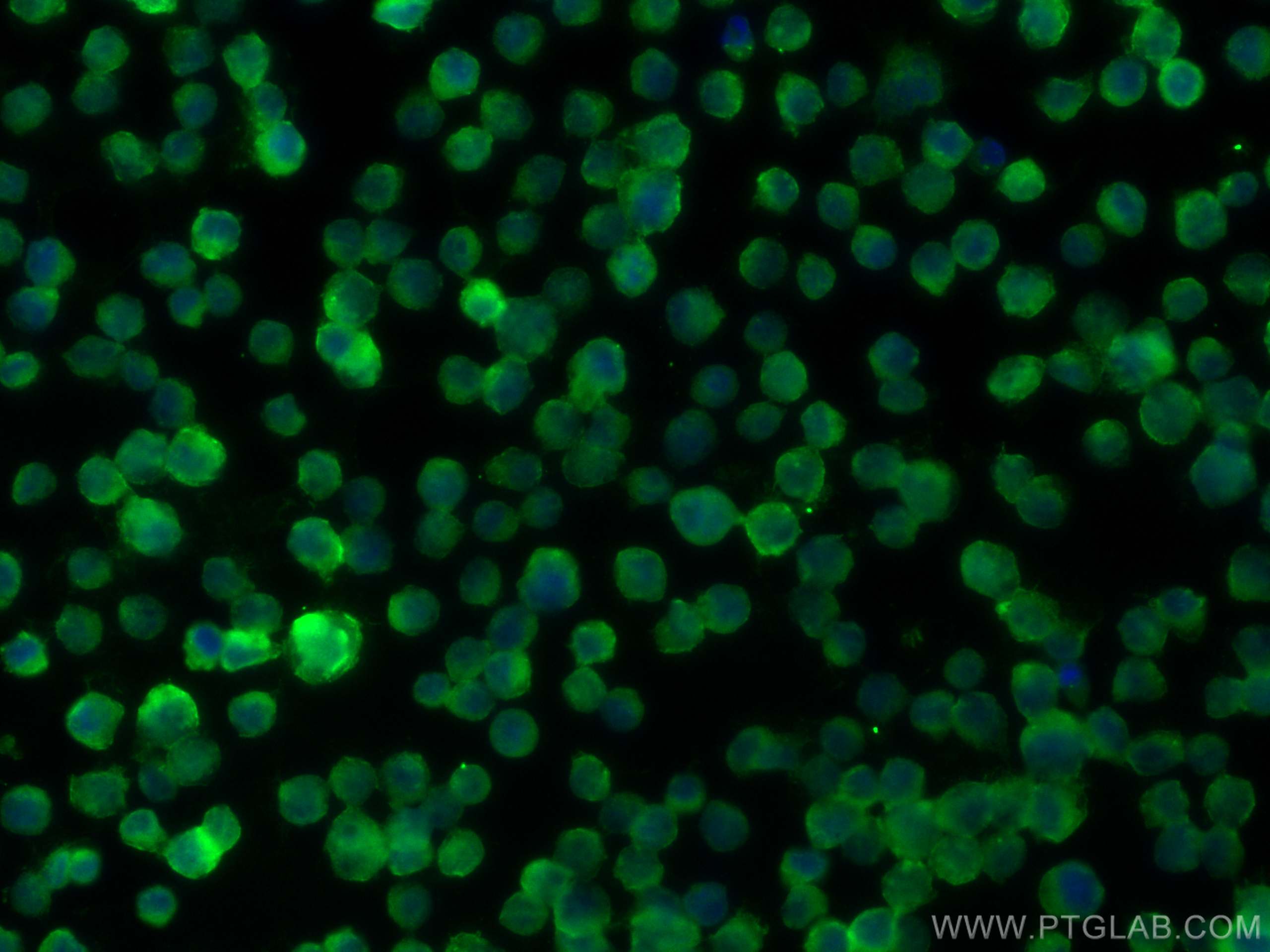 Immunofluorescence (IF) / fluorescent staining of Raji cells using HLA-DRB1 Polyclonal antibody (15862-1-AP)