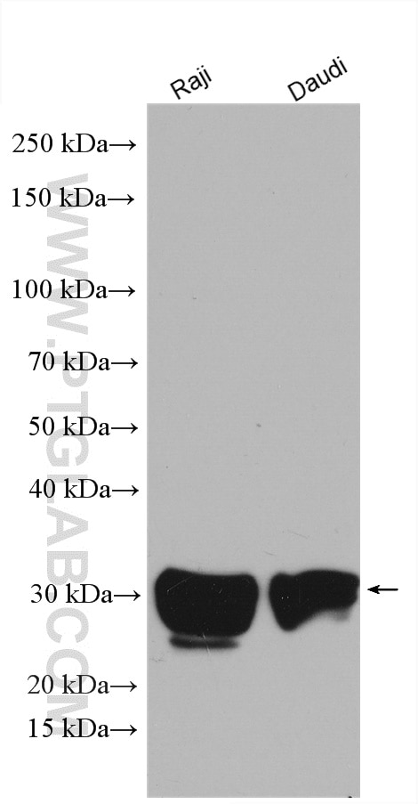 Western Blot (WB) analysis of various lysates using HLA-DRB1 Polyclonal antibody (15862-1-AP)